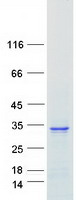 protq9ulw5 rab26 human recombinant protein