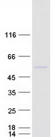 protq9ulx3 nob1 human recombinant protein