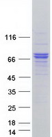 Coomassie blue staining of purified RNF112 protein