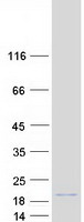 protq9ulx9 maff human recombinant protein