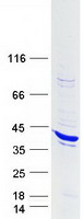 protq9ulz2 brdg 1 stap1 human recombinant protein