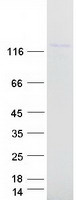 protq9um54 myo6 human recombinant protein