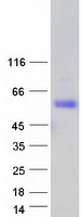 Coomassie blue staining of purified SCML1 protein