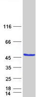 protq9un36 ndrg2 human recombinant protein