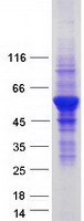 protq9un37 vps4a human recombinant protein