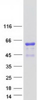 Coomassie blue staining of purified ATP1B4 protein