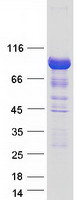 Coomassie blue staining of purified ARHGAP26 protein