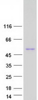 protq9unh6 snx7 human recombinant protein