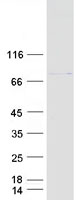 Coomassie blue staining of purified FAF1 protein