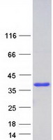 Coomassie blue staining of purified PPIE protein