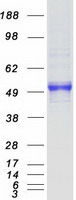 Coomassie blue staining of purified MINPP1 protein
