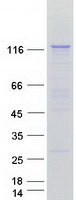 protq9upr0 plcl2 human recombinant protein