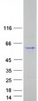 protq9upv7 kiaa1045 phf24 human recombinant protein