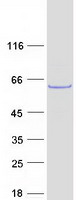 protq9uq13 shoc2 human recombinant protein