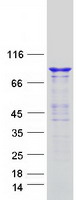 Coomassie blue staining of purified DNM3 protein