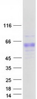 protq9uq74 psg8 human recombinant protein