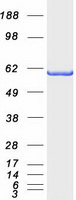 protq9uqb8 baiap2 human recombinant protein
