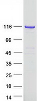 protq9uqf2 jip1 mapk8ip1 human recombinant protein