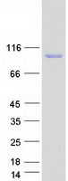 protq9uqq1 naaladl1 human recombinant protein