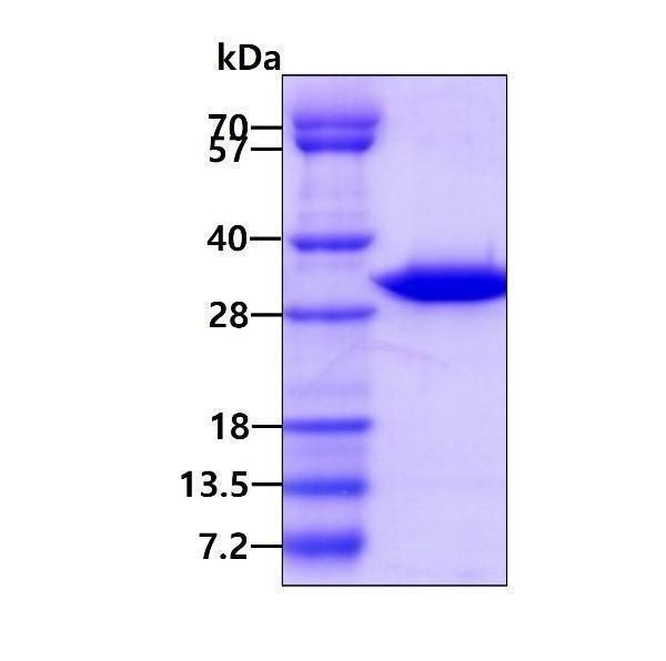 3ug by SDS-PAGE under reducing condition and visualized by coomassie blue stain