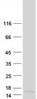 protq9xrx5 hhla3 human recombinant protein