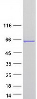 protq9y217 mtmr6 human recombinant protein