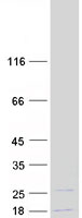 protq9y221 nip7 human recombinant protein