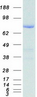 Coomassie blue staining of purified PDE10A protein