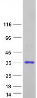 protq9y235 apobec2 human recombinant protein