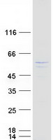 protq9y243 akt3 human recombinant protein