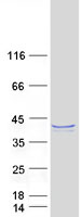 protq9y247 fam50b human recombinant protein