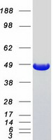 Coomassie blue staining of purified NUDC protein