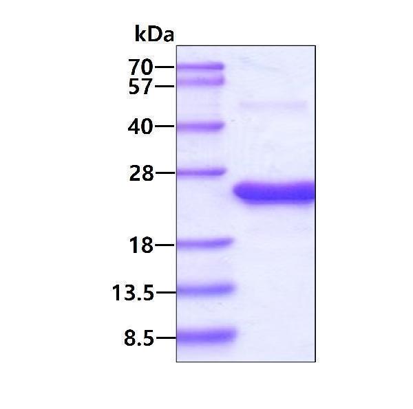 3ug by SDS-PAGE under reducing condition and visualized by coomassie blue stain