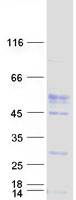 protq9y279 vsig4 human recombinant protein