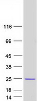 protq9y281 cofilin 2 cfl2 human recombinant protein