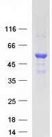 protq9y282 ergic3 human recombinant protein