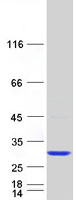 protq9y296 trappc4 human recombinant protein