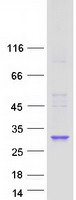 Coomassie blue staining of purified PIGL protein