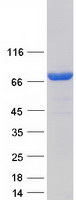Coomassie blue staining of purified VPS9D1 protein