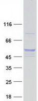 Coomassie blue staining of purified POFUT2 protein