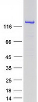 protq9y2h2 inpp5f human recombinant protein