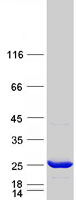protq9y2q3 gstk1 human recombinant protein