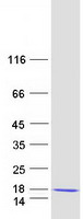 Coomassie blue staining of purified LAMTOR2 protein