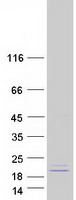 protq9y2q9 mrps28 human recombinant protein