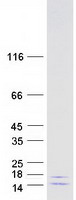 protq9y2r0 ccdc56 coa3 human recombinant protein