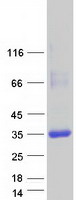 protq9y2s2 cryl1 human recombinant protein