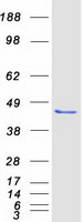 protq9y2s7 poldip2 human recombinant protein