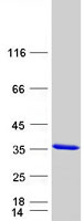 Coomassie blue staining of purified KCNIP3 protein