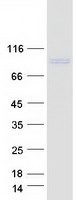 protq9y2x7 git1 human recombinant protein