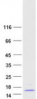 protq9y2y1 polr3k human recombinant protein